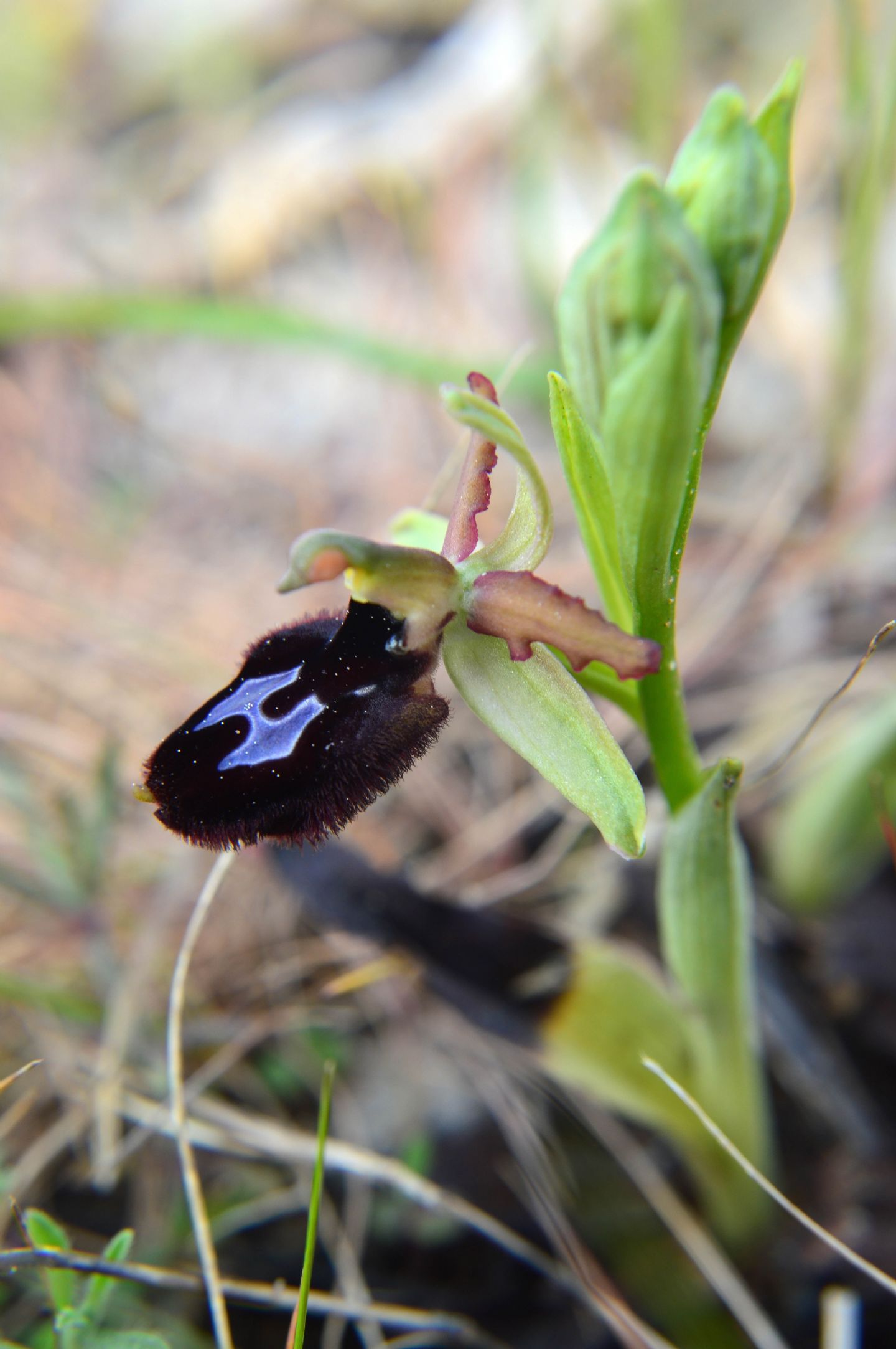 Ophrys da determinare  28/03/2014